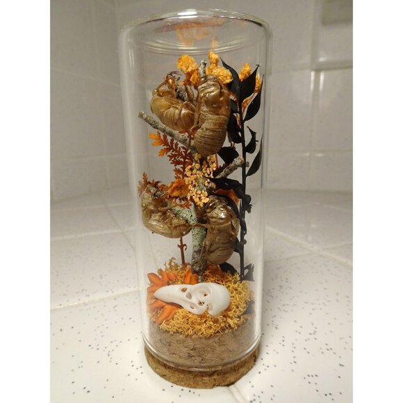 Cicada Skins Autumn Flowers Nature Art Oddity Jar mini Raven Skull goth witchy - Picture 8 of 16